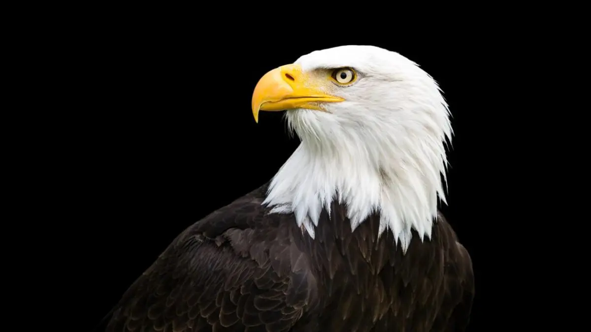 حکایتی درمود عقاب و مرگ با شکوه: درسی از اصالت و وفاداری به ارزش‌ها
