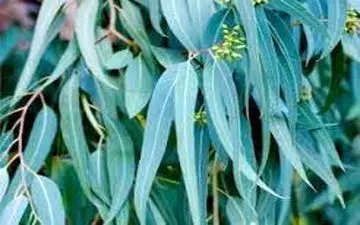 این گیاه درمان قطعی سرماخوردگی 