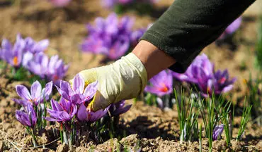 اعتراضِ زعفران‌کاران به تاخیر در پرداخت مطالبات‌شان، به‌حق است
