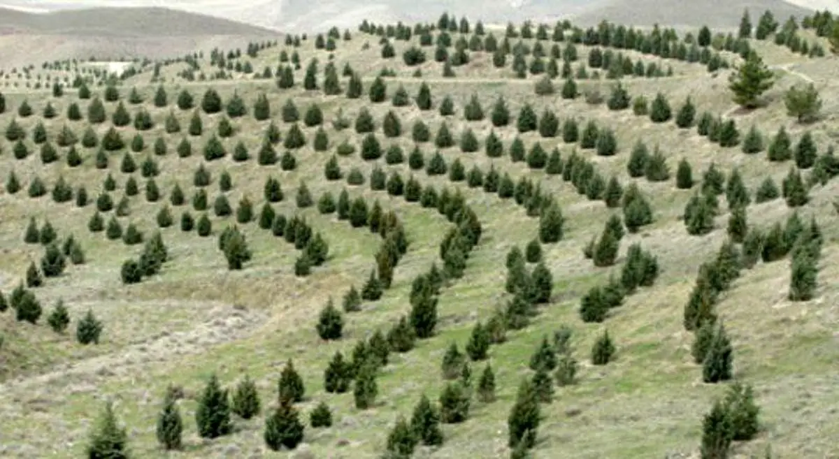 ایجاد کمربند حفاظتی در سطح ۷۵۰ کیلومتر از اراضی ملی استان کرمانشاه
