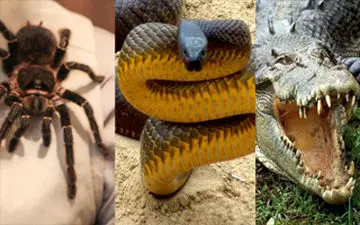 زندگی مرد فرانسوی میان مرگبارترین حیوانات جهان +فیلم 