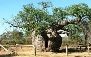 درختی که ۳۰ زندانی در آن حبس بوده اند + تصاویر