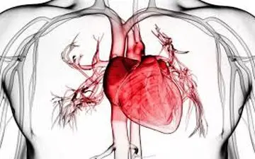 ۵ ویتامین حیاتی برای قلب + هشدار درباره مصرف بی‌رویه