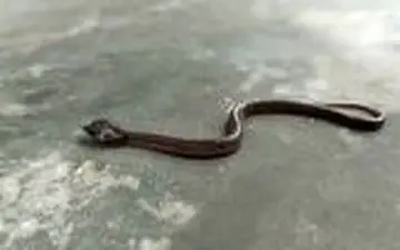 گرگ‌مار دو سر در هند گونه ای کمیاب! 