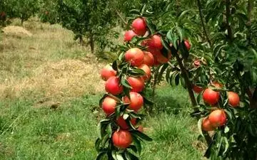  تولیدات باغی در سال ۹۶ افزایش یافت