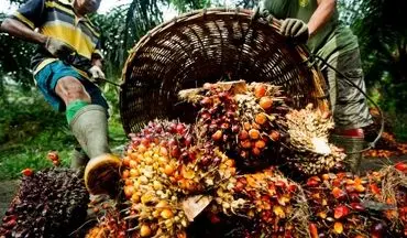 میلیون‌ها تن روغن خوراکی: پشت پرده تولید انبوه پالم در اندونزی | فیلم