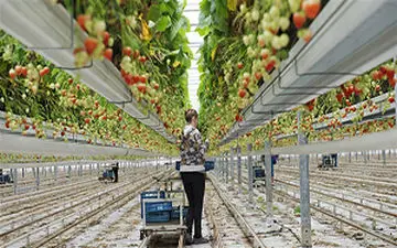 پیشرفت هلند در کشاورزی از کجا شروع شد؟ + فیلم