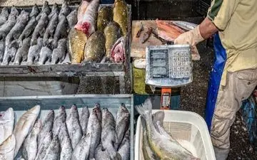 ماهی برای کودکان/ از تقویت مغز تا خطرات پنهان