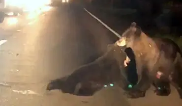 تلاش خرس مادر برای نجات توله‌اش از وسط جاده