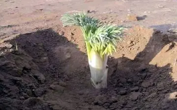 گیاه آنغوزه، مفید برای درمان هیستری و تسکین درد کمر 