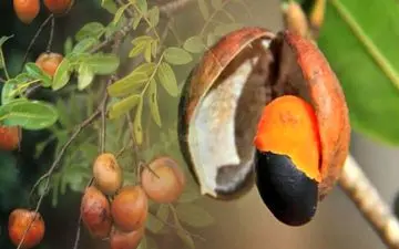 درباره روغن کوپایبا چه می دانید؟خاصیت های که نمیدانید 