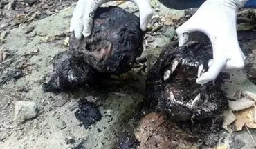 این مردان پلنگ مادر و توله اش را سلاخی کردند و سوزاندند+ عکس