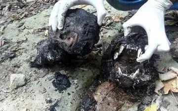 این مردان پلنگ مادر و توله اش را سلاخی کردند و سوزاندند+ عکس