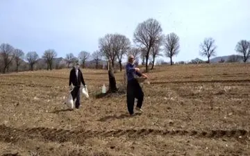 آغاز کشت بهاره نخود در بخش گواور شهرستان گیلانغرب