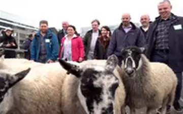 مراسم سنتی گذراندن گوسفندان از روی پل لندن برگزار شد