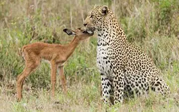 اسارت بچه آهو توسط دو پلنگ + فیلم 