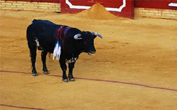 حمله وحشتناک گاو وحشی و مرگ دردناک گاوباز جوان+فیلم