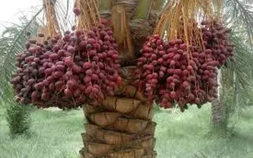فواید بی شمار خرما برای سلامتی