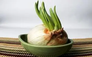 چگونه بفهمیم پیاز فاسد شده؟ 