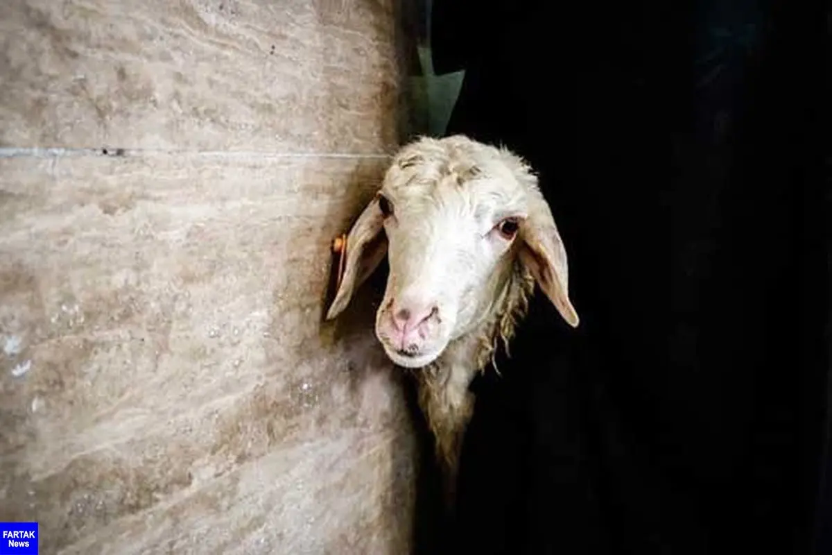  کشف ۳ تن شمش مس از پوست گوسفند! +عکس