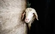  کشف ۳ تن شمش مس از پوست گوسفند! +عکس