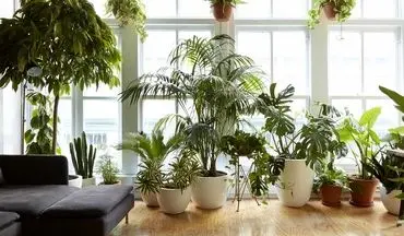 علاقه به نگهداری گیاه در آپارتمان اگر داری حتما این مطلب را مطالعه کن!
