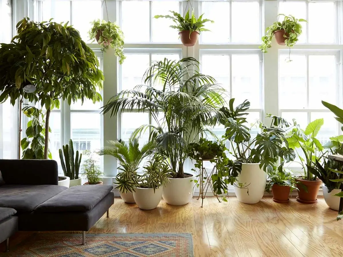 علاقه به نگهداری گیاه در آپارتمان اگر داری حتما این مطلب را مطالعه کن!