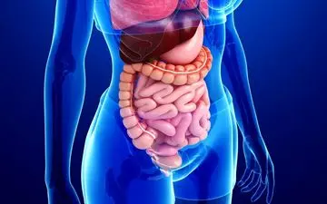 بهبود عملکرد سیستم گوارش – راهکارهای تغذیه‌ای نوین و علمی