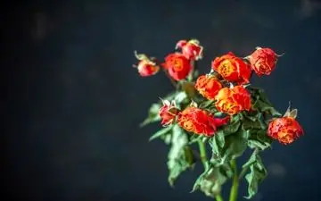 واسه پژمرده نشدن گل طبیعی، کافیه این کارو نکنی