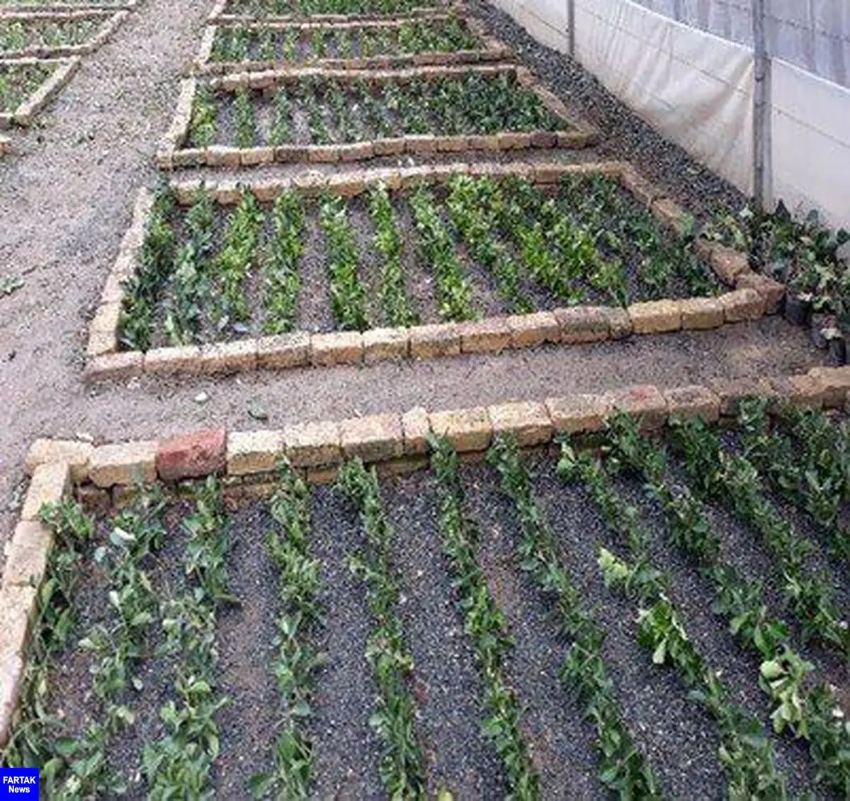 احداث گلخانه در پردیس طاقبستان/ایجاد فضاهای پرورش نشاء گل های فصل و قلمه زنی