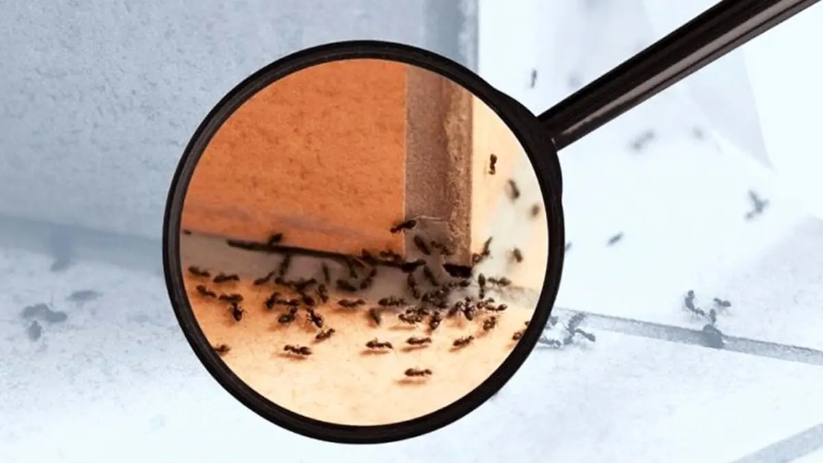از شر مورچه‌ها در خانه خلاص شوید | ۷ روش خانگی و ساده برای خلاصی از شر مورچه ها