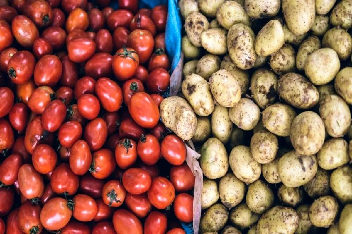 سیبزمینی و گوجهفرنگی ارزان شد