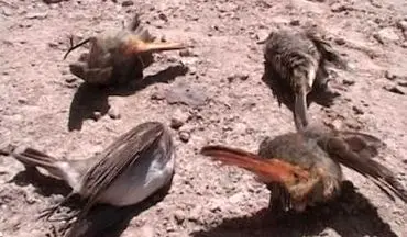 مرگ موش های صحرای وپرندگان در کوه سبلان