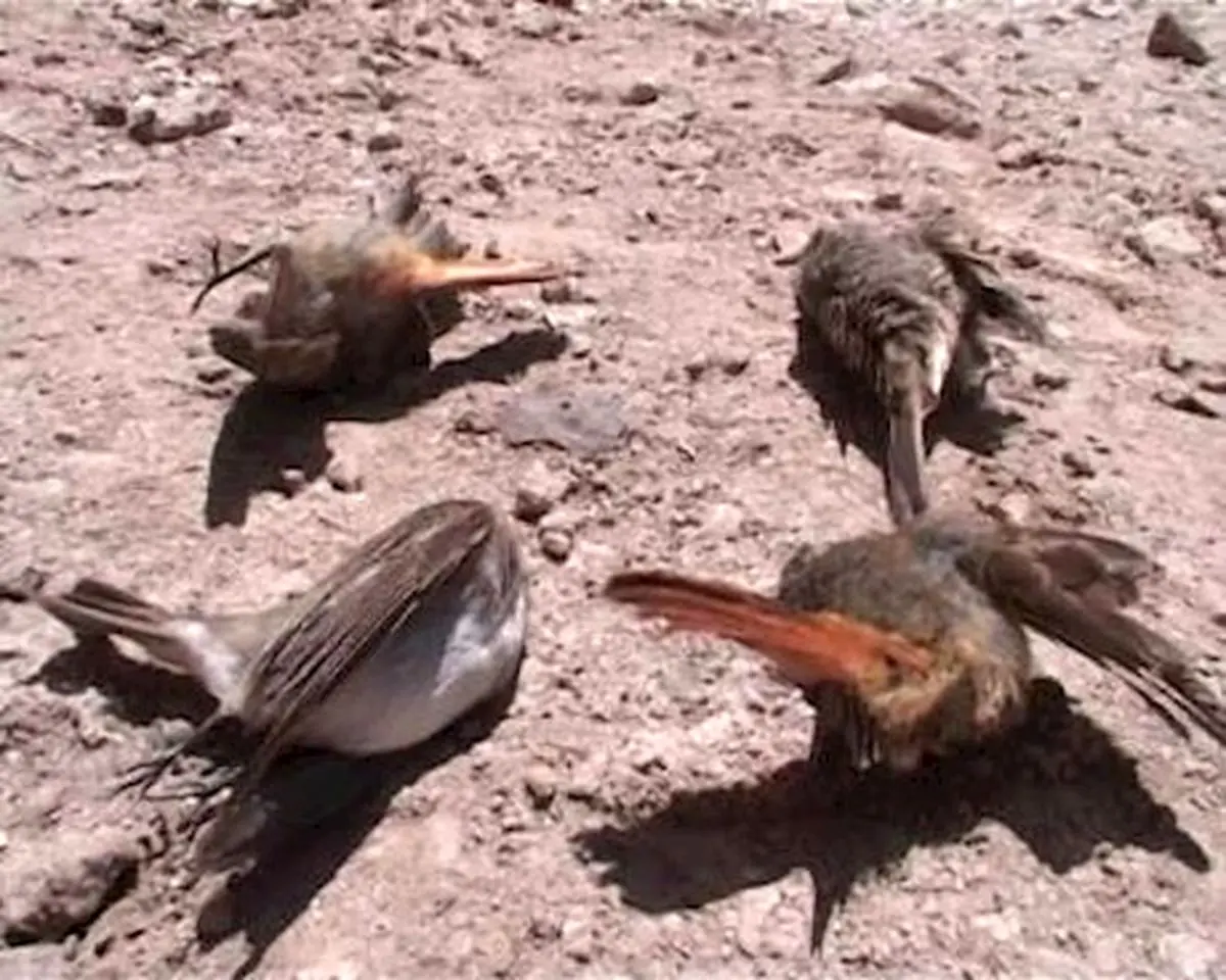 مرگ موش های صحرای وپرندگان در کوه سبلان