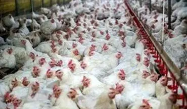 دستگیر اخلالگر 135 میلیردی بازار مرغ 
