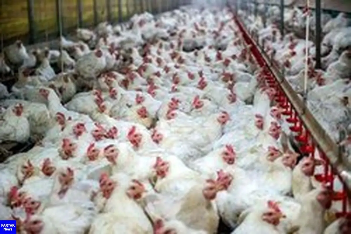 دستگیر اخلالگر 135 میلیردی بازار مرغ 
