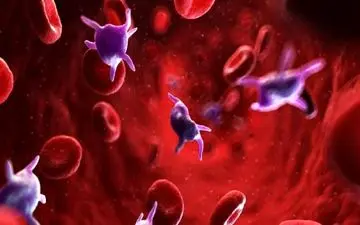 افزایش پلاکت خون با این ۱۰ ماده غذایی معجزه گر