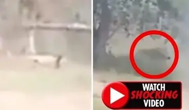 لحظه حمله مرگبار شیر به مرد جوان هندوستانی! +فیلم 