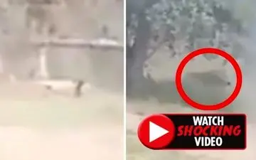 لحظه حمله مرگبار شیر به مرد جوان هندوستانی! +فیلم 