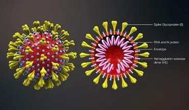 حقایقی عجیب درباره ویروس کرونا