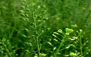 حمایت صنعت روغنکشی از کشت دانه های روغنی جدید در کشور