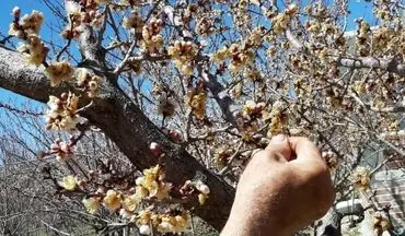 دماوند در شوک؛ باغات میوه دچار سرمازدگی شدند