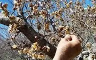 دماوند در شوک؛ باغات میوه دچار سرمازدگی شدند