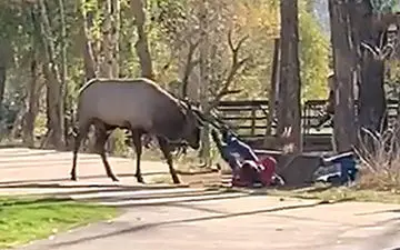 حمله یک گوزن به بازدیدکنندگان در پارک جنگلی 