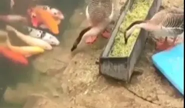 غذا دادن اردک به ماهی‌ها + فیلم 