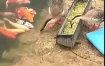 غذا دادن اردک به ماهی‌ها + فیلم 
