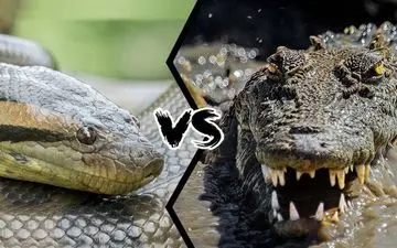 مار غول‌ پیکر، تمساح را زنده بلعید؛ تصاویری باورنکردنی | فیلم