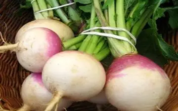 گیاهی که سرطان را نابود می کند