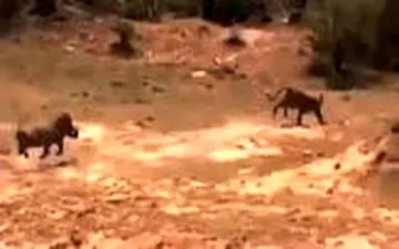 اقدام شجاعانه گراز در نجات دادن فرزندش از دهان پلنگ/فیلم