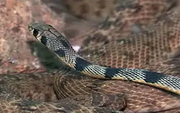 نمایشگاهی از موجودات بی دست و پا که خیلی‌ها از آن وحشت دارند! 